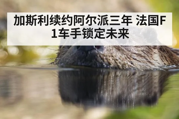 加斯利续约阿尔派三年 法国F1车手锁定未来